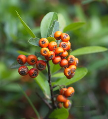 Pyracantha coccinea