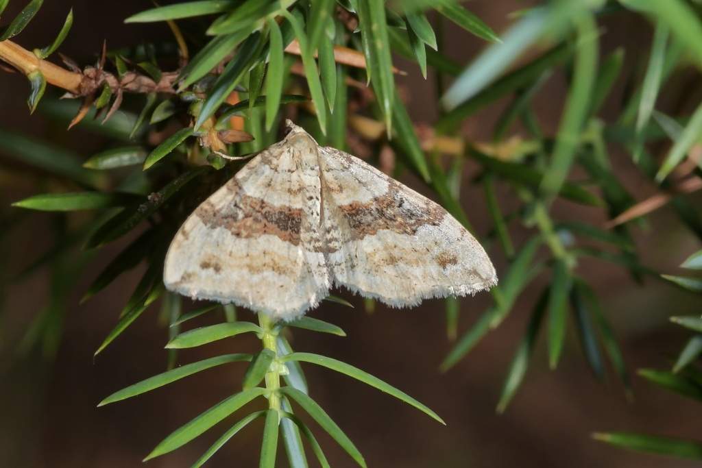 Xanthorhoe iberica