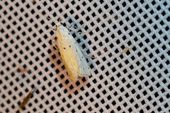 Myelois circumvoluta