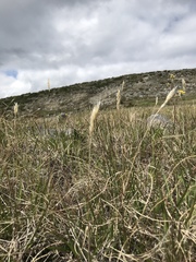 Danthonia intermedia