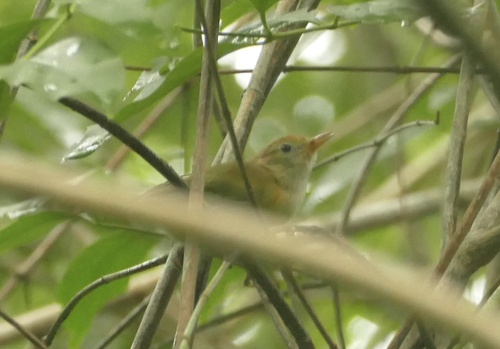 Golden-fronted Greenlet (Pachysylvia aurantiifrons), photo 6