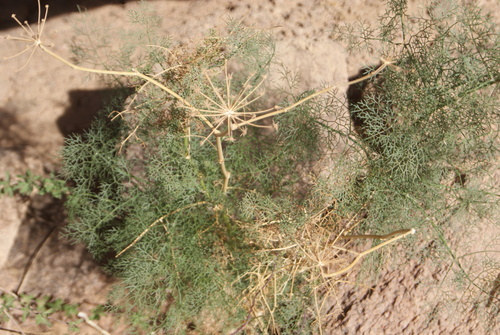 Anethum theurkauffii