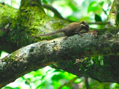 Black-eared Squirrel