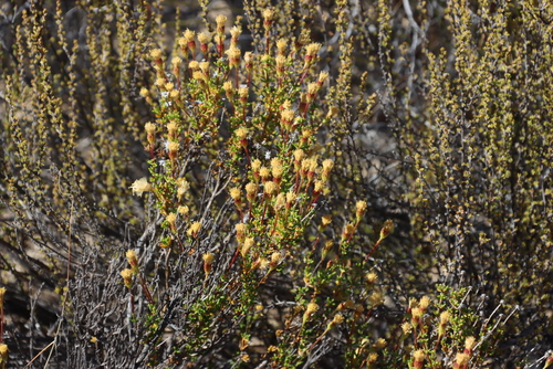 Cederberg gumbush (Pteronia cederbergensis)