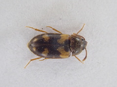 Mycetophagus