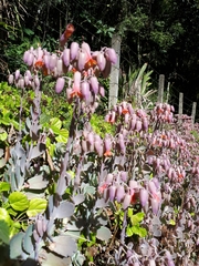 Kalanchoe fedtschenkoi