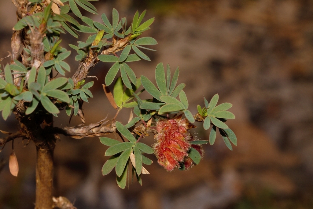Kotschya strobilantha