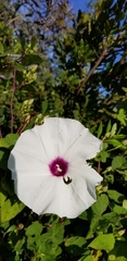 Ipomoea batatas