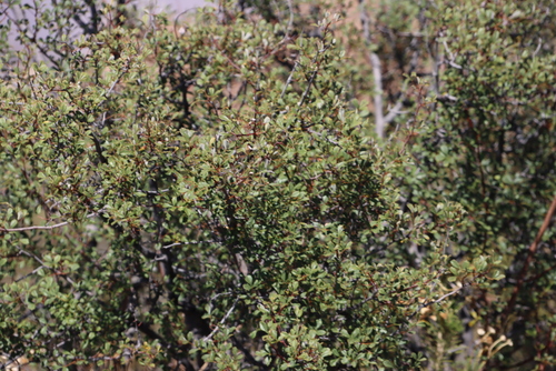 Image of Searsia dissecta by (c) Tony Rebelo, some rights reserved (CC BY-SA)