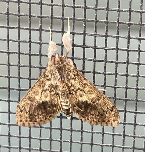 Bougainvillea Caterpillar Moth photo 2