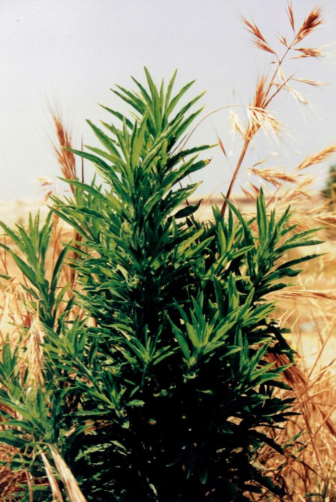 Thiên lộc – Gomphocarpus fruticosus