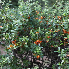 Pyracantha coccinea
