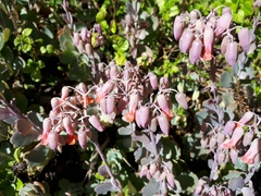 Kalanchoe fedtschenkoi