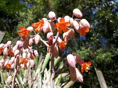 Kalanchoe fedtschenkoi