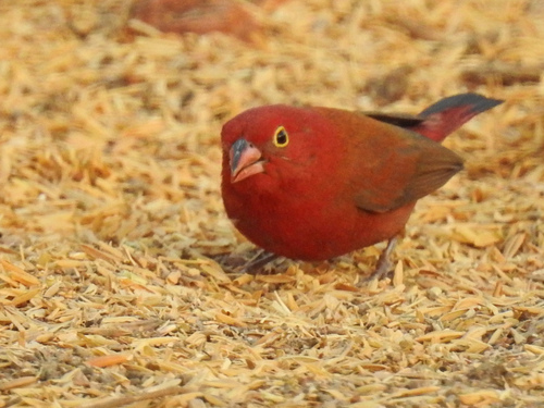 Red-billed Firefinch