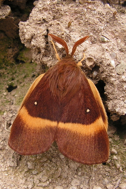 Lasiocampini