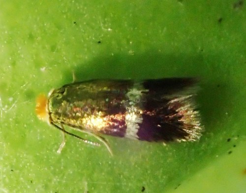 Golden Pigmy