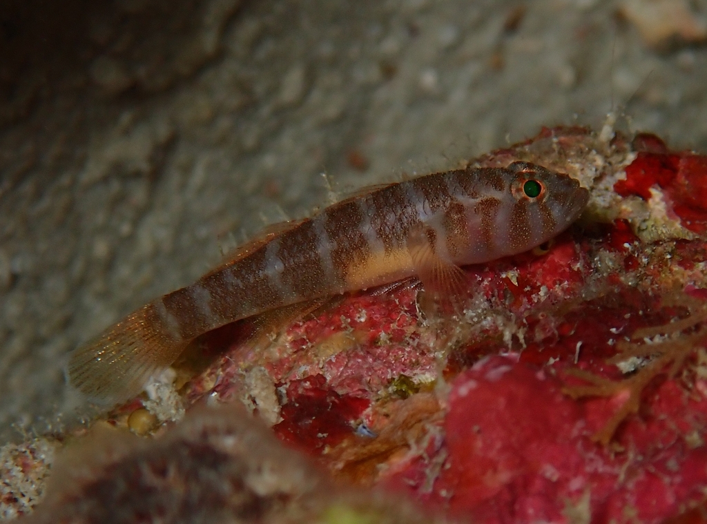 Falseband reef-goby (Priolepis fallacincta) — Gobiidae