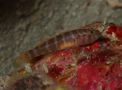 Falseband reef-goby (Priolepis fallacincta) — Gobiidae