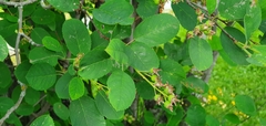 Amelanchier spicata