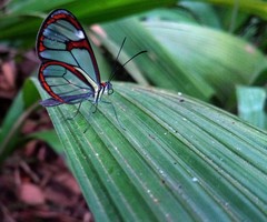 Ithomia