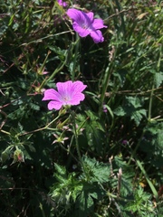 Geranium sanguineum