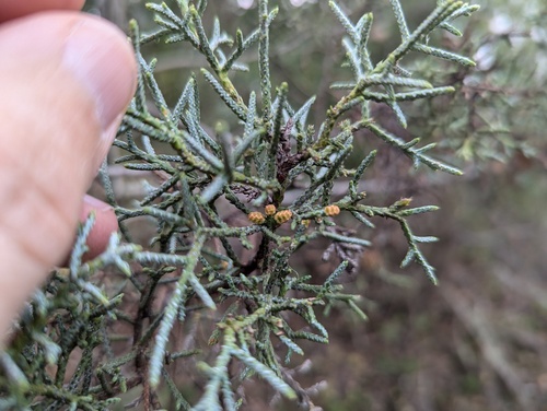 iNaturalist observation photo of Smooth Arizona cypress