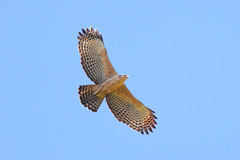 Mountain Hawk-Eagle photo 3