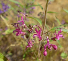 Trichostema laxum