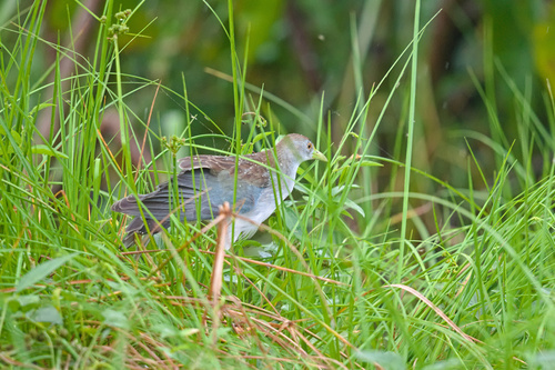 Azure Gallinule (Porphyrio flavirostris), photo 9