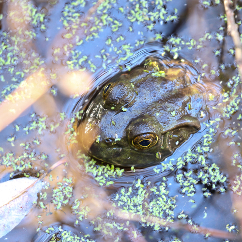 iNaturalist observation photo of American Bullfrog