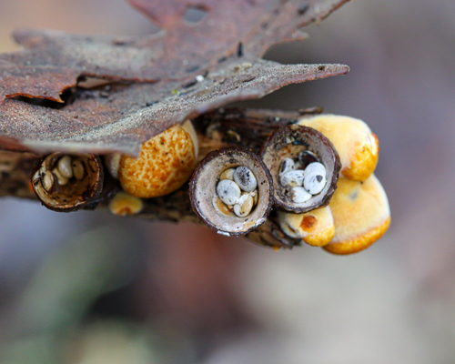 iNaturalist observation photo of common bird's nest fungus