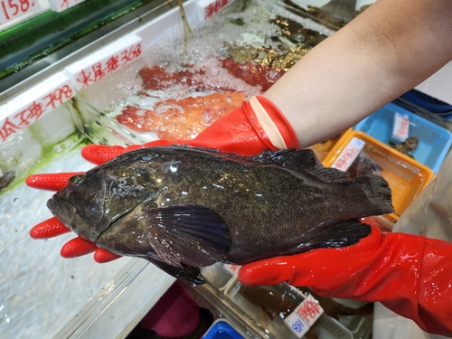 White-dotted grouper (Epinephelus polystigma) — Serranidae — 2