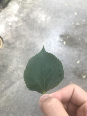 Tilia