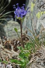 Phyteuma globulariifolium