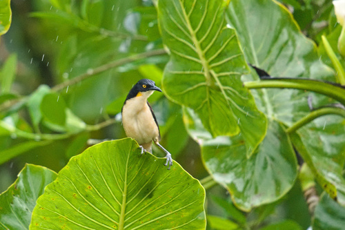 Black-capped Donacobius (Donacobius atricapilla), photo 8