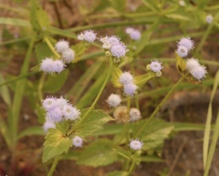 Praxelinae