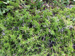 Angiospermae