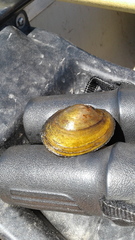 Atlanticoncha ochracea
