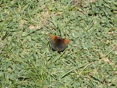Erebia tyndarus
