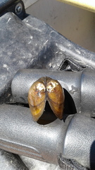 Atlanticoncha ochracea