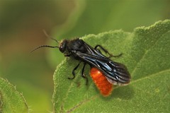 Timulla navasota coahuila