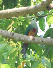 Scarlet-Breasted Fruit-Dove photo 1