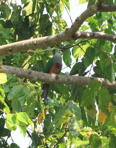 Scarlet-breasted Fruit Dove (Megaloprepia formosa), photo 5