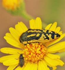 Acmaeodera amplicollis