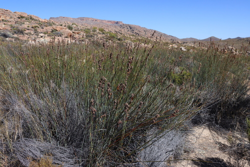 Arid Fountainbush (Cannomois schlechteri)