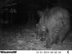 Ursus americanus machetes