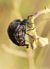 Megetra punctata