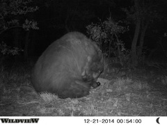 Ursus americanus machetes