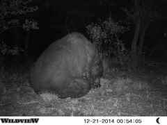 Ursus americanus machetes